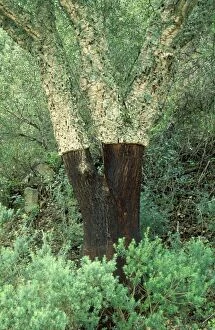 Cork Oak - Its bark has not been stripped for quite