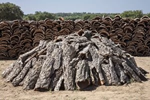 Images Dated 11th January 2017: Cork Oak left to dry in piles bark from initial