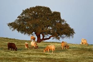 Images Dated 17th April 2007: Cork Oak - single tree on pasture, Extremadura, Spain