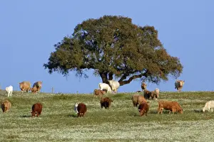 Cork Prints: Cork Oak - single tree on pasture, Extremadura, Spain