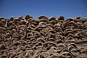 Cork Oak stacked in piles to dry
