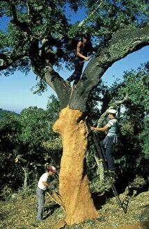 Cork Oak - In the summer months of July and August