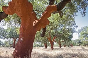 Cork Oak Tree with bark removed (the number on the