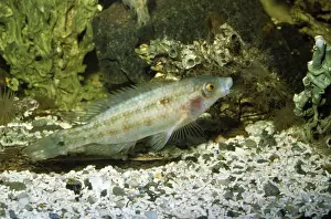 Wrasses Prints: Corkwing Wrasse