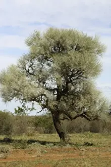 Corkwood Tree Aboriginal use: water from the roots; seeds ground up for food; the burnt bark in powder form helped heal burns. Northern South Australia. Australia