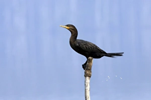 Images Dated 7th September 2006: Cormoran vigua sur le lac Sandoval. Perou