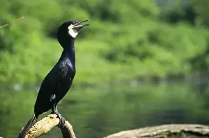 Cormorant