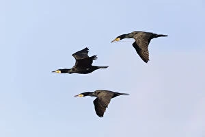 Cormorant - 3 birds in flight, Island of Texel, Holland Date: 11-Feb-19
