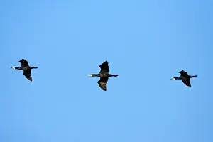 Following Prints: Cormorant - 3 birds in flight, Texel, Holland