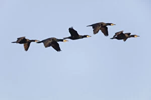 Cormorant - 5 birds in flight, Island of Texel, Holland Date: 11-Feb-19