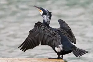 Cormorants Prints: Cormorant - adult drying its wings - Wiltshire - England - UK
