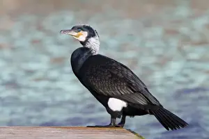Cormorants Prints: Cormorant - adult perching on jetty - Wiltshire - England - UK