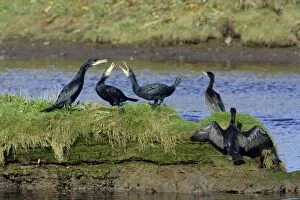 Cormorant - birds squabbling on island in river, River Aln