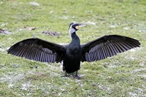Cormorant - in breeding plumage stretching and drying its wings
