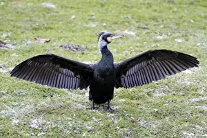 Cormorants Prints: Cormorant - in breeding plumage stretching and drying its wings - Lower Saxony - Germany