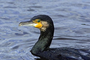 Images Dated 23rd October 2006: Cormorant - fishing in river, River Aln. Northumberland, UK