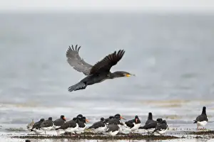 Cormorants Prints: Cormorant - in flight above a flock of Oystercatchers - Northumberland - UK