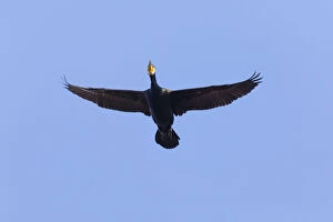 Cormorant - in flight, Island of Texel, Holland Date: 11-Feb-19