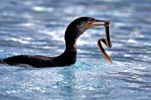 Cormorant hunting, holding eel in beak