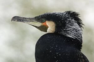 Cormorant - male showing breeding plumage, april snow shower