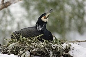 Cormorant - on nest in late snow, early april. Inland bird