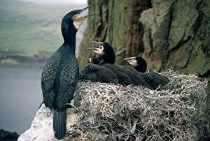 Cormorant - at nest with young