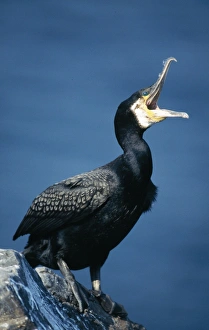 Images Dated 14th March 2005: Cormorant - Panting UK