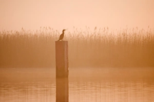 Images Dated 28th March 2007: Cormorant - On post in misty sunrise with reedbed behind Hickling Broad Norfolk UK