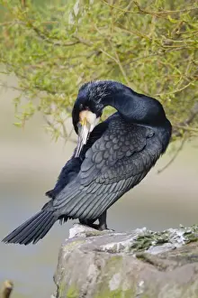 Cormorants Prints: Cormorant - preening - Cornwall, UK