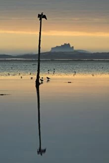Cormorant - sitting on pole drying wings at low tide, Bamburgh castle in background