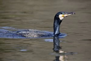 Cormorant - in water