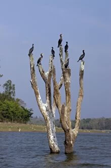 Cormorants - on drowned tree in Indian lake