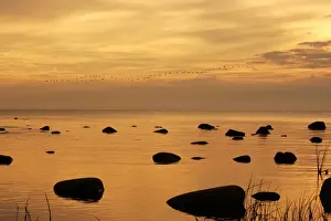 Cormorants Prints: Cormorants - in flight at sunset. Baltic River - Berzciems - Latvia