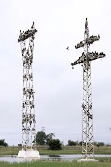Cormorants - nesting on telegraph poles