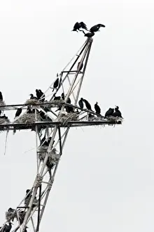 Human Encroachment Prints: Cormorants - nesting on telegraph poles / pylons. Varna - Bulgaria