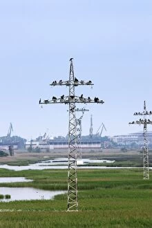 Cormorants - nesting on telegraph poles / pylons