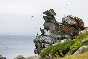 Cormorants Collection: Cormorants and seagulls on rock pile, Kolyuchin Island, once an important Russian Polar Research
