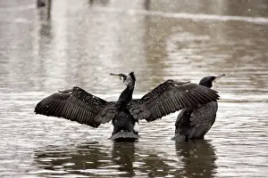 Cormorants - in spring. Dombes - Ain - Rhone-Alpes - France