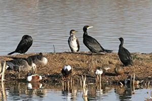Images Dated 15th January 2005: Cormorants - in winter. Coto Donana National Park - Spain