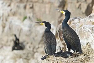 Cormorants - With young