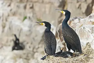 Cormorants Prints: Cormorants - With young - Cormorants Island Lake Quinghai Salt Lake Tibet China