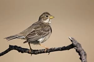 Images Dated 25th May 2012: Corn Bunting