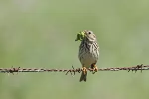 Images Dated 4th May 2010: Corn Bunting - adult perching on barbed wire fence with caterpillars in beak