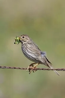 Buntings Gallery: Corn Bunting - adult perching on barbed wire fence with caterpillars in beak