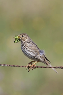 Buntings Gallery: Corn Bunting - adult perching on barbed wire fence with caterpillars in beak