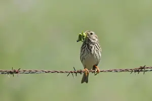 Corn Bunting - adult perching on barbed wire fence with caterpillars in beak - Southern Spain