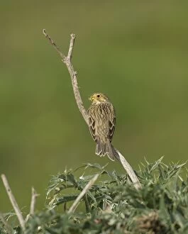 Images Dated 19th January 2006: Corn Bunting - February Southern Spain