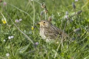 Images Dated 7th June 2009: Corn Bunting - on machair