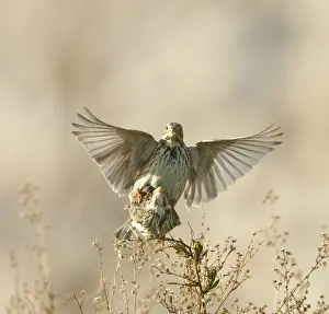 Bunting Prints: Corn Bunting - mating - April - Cyprus