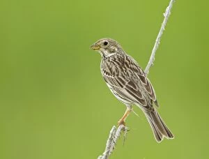 Images Dated 9th May 2011: Corn Bunting - perched